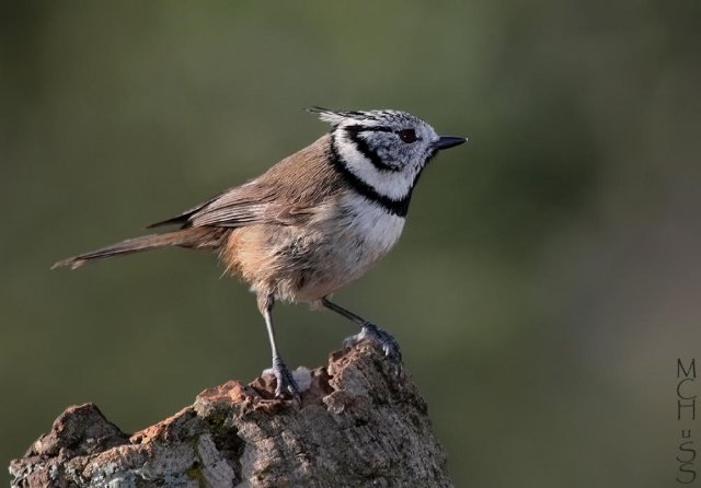  El herrerillo capuchino (Lophophanes cristatus)