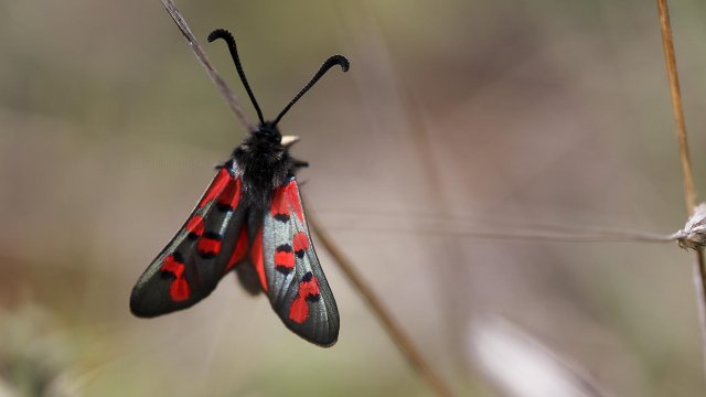 Zygaena rhadamanthus