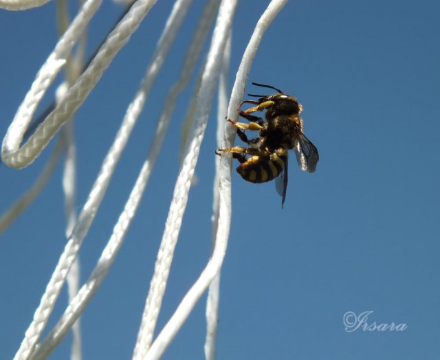 Abeja escalando