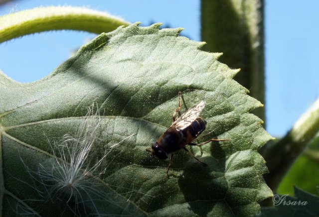 Abeja obrera