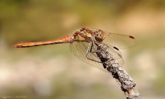 Agua y fuego (Sympetrum striolatum macho)