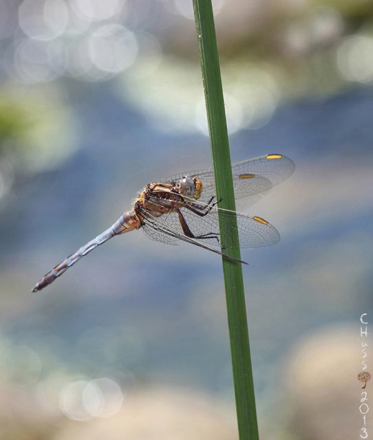 Agua y vida (Orthetrum chrysostigma)