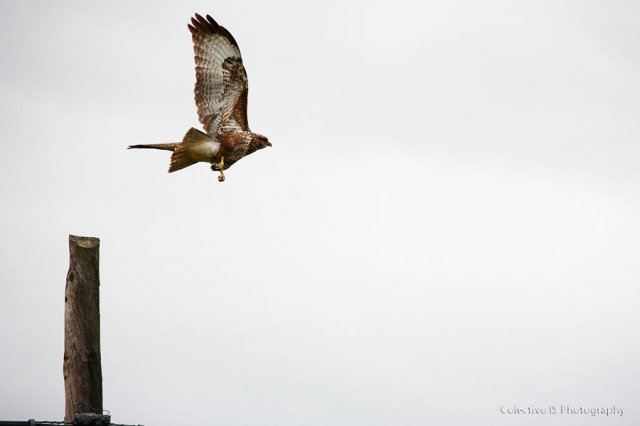 Aguilucho ratonero