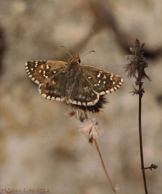 Ajedrezada  (Pyrgus sp)