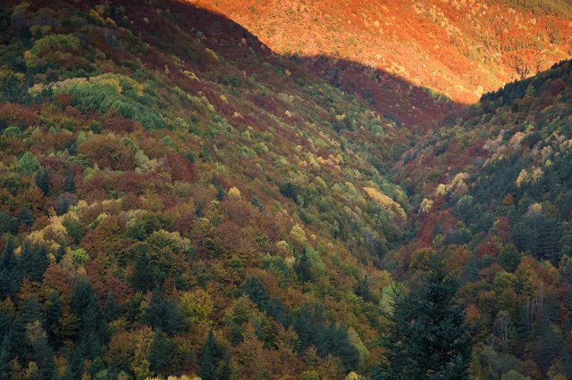 amanece en el bosque de Fanlo