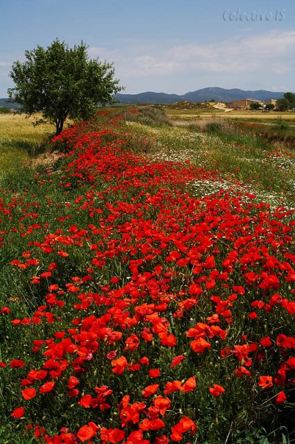 Amapolas