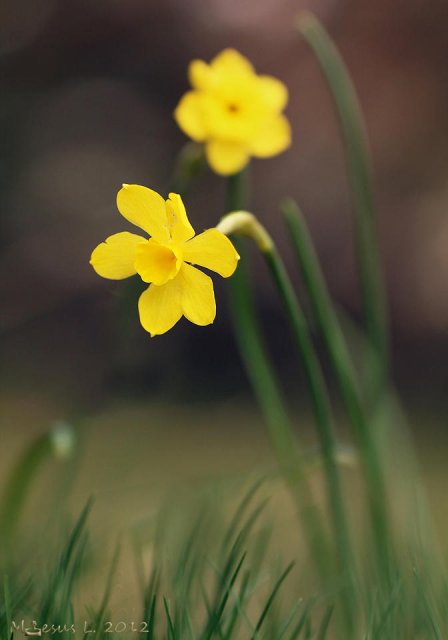 Amarillo (Narcissus)