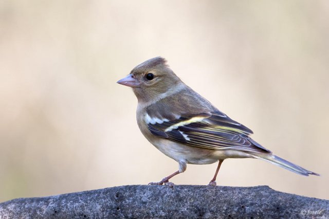 Pinzón vulgar (Fringilla coelebs)