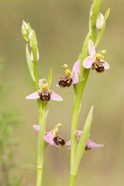 Apiferas