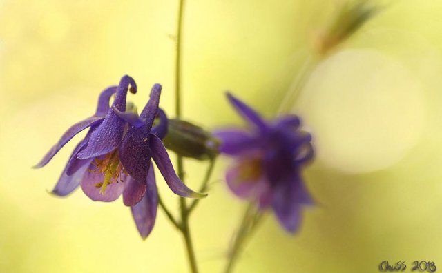 Aquilegia vulgaris