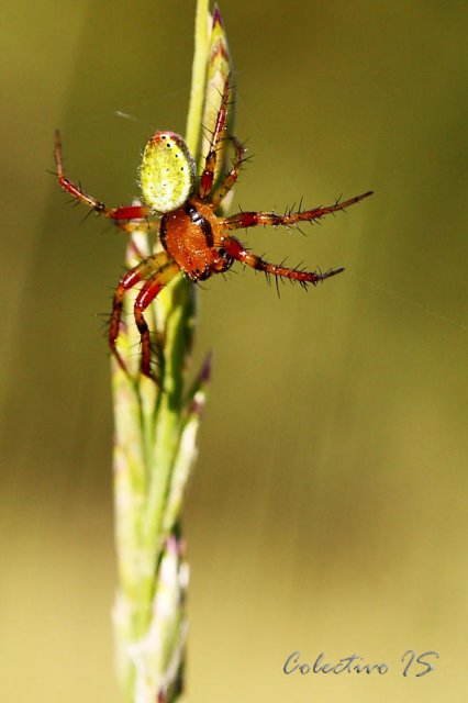 Araña bicolor