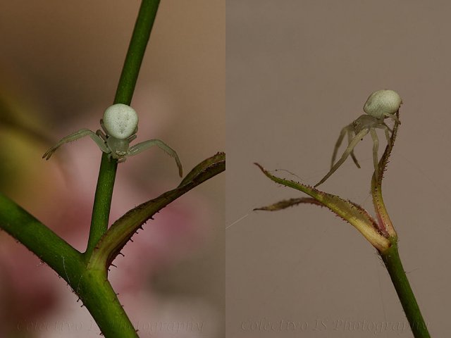 Araña cangrejo