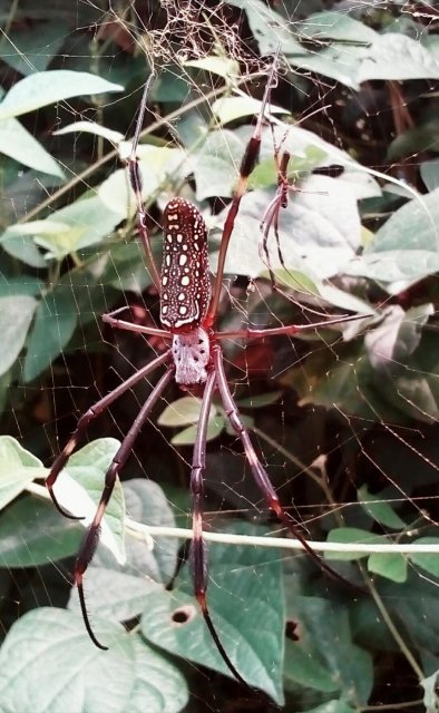 Araña de seda dorada