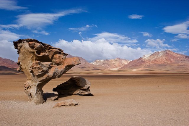 Arbol de Piedra