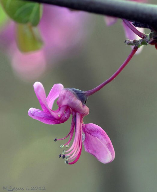 Árbol del amor (Cercis siliquastrum)