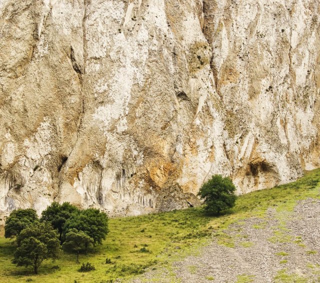 Árboles y roquedos