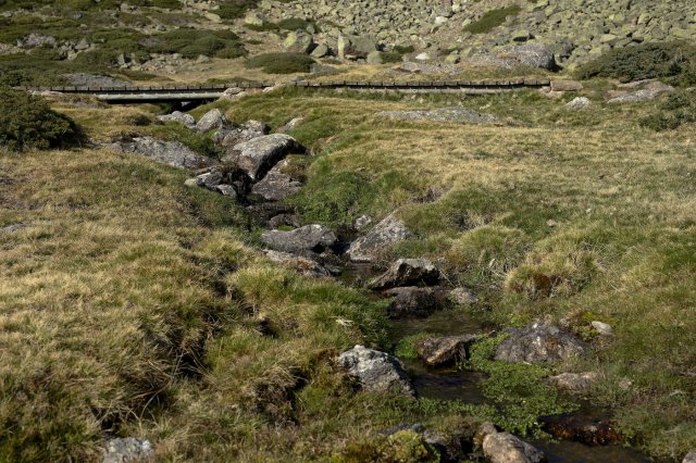 Arroyo en Peñalara