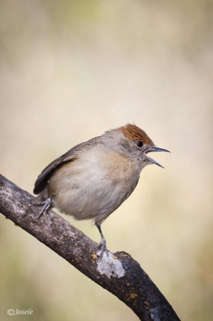 Curruca capirotada hembra