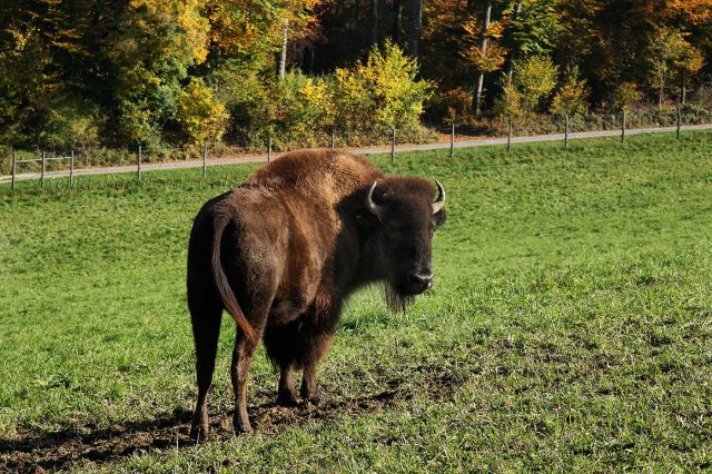 Bisonte europeo