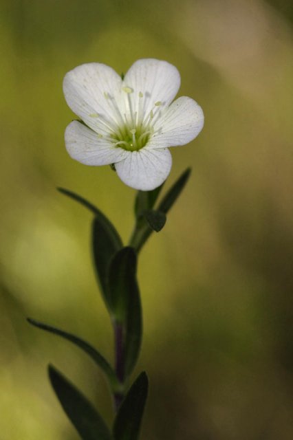 Blanca