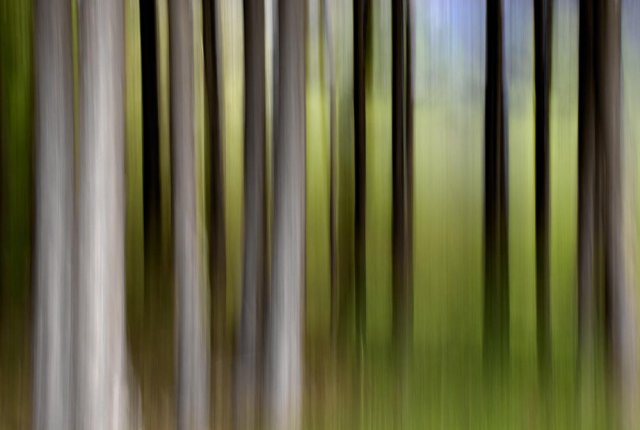 Bosque fantasma (VI)
