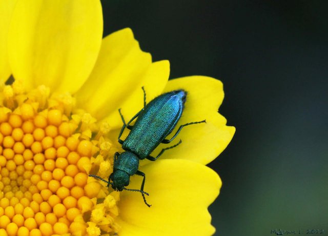 Brillos naturales (Psilotrix viridicaerulens)