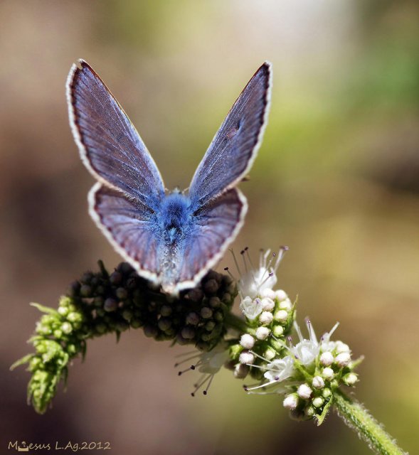 Brillos naturales IV (Polyommatus icarus)