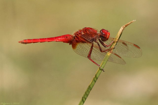 Buscando el sol (Crocothemis erytharea)