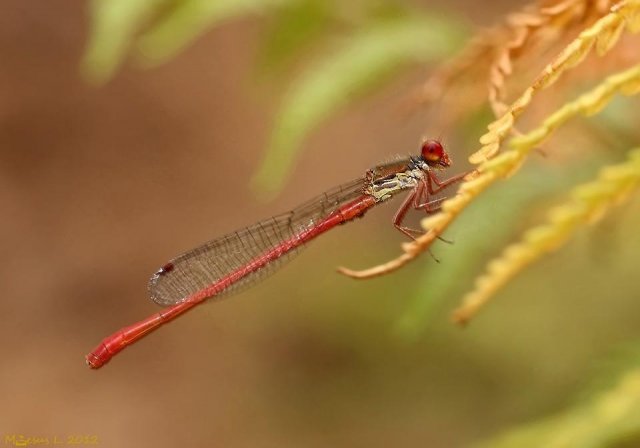 Caballito del diablo rojo