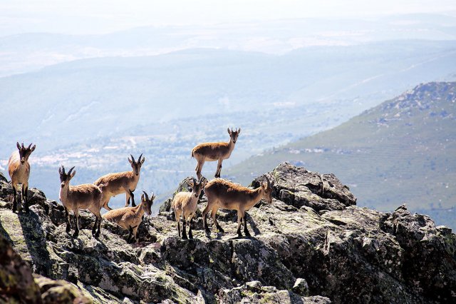 Cabras en la Peña de Francia