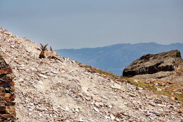 Cabras en la Peña de Francia