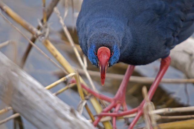 Calamón común (Purple Swamphen)