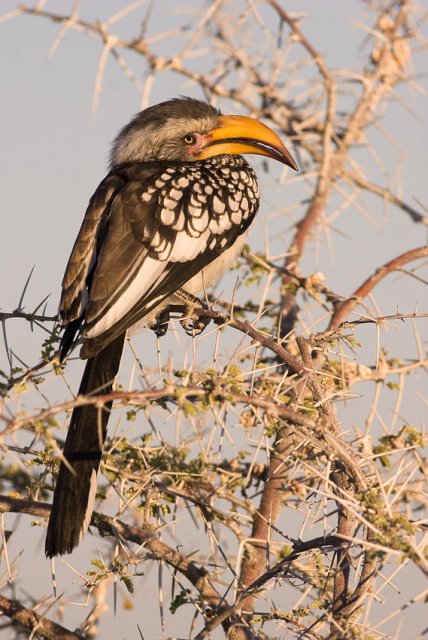 Calao en Etosha