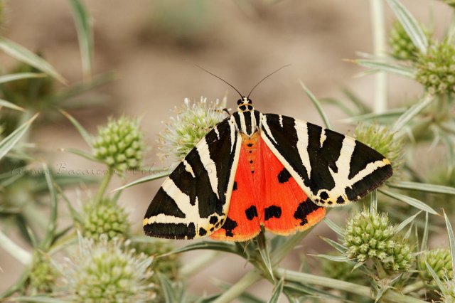 Callimorpha cuadripunctata