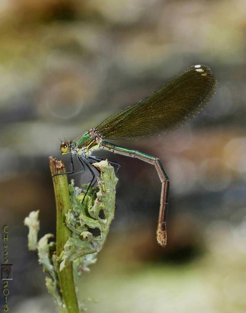 Calopteryx xanthostoma