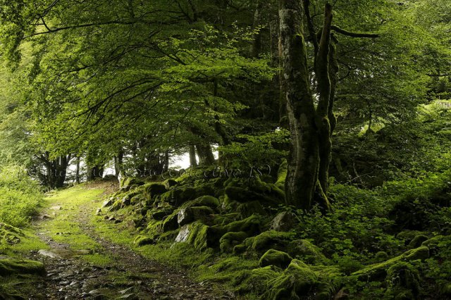 Caminando en verde