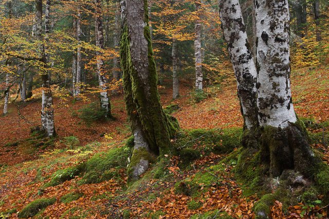 Caminando por la selva de Oza