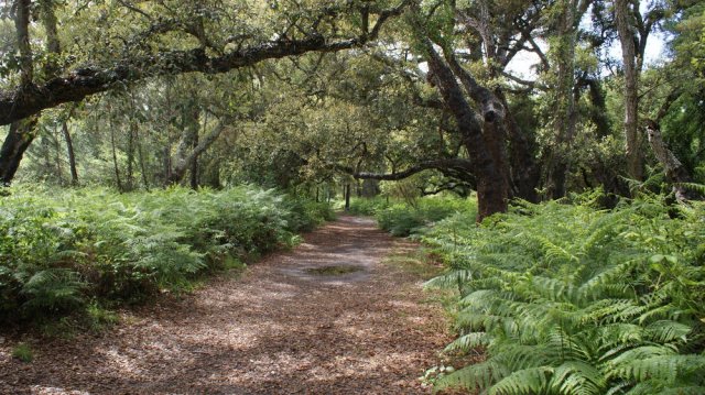 Caminos del Palcio del Acebrón (PN Doñana)