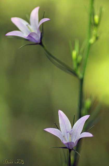 Campanula