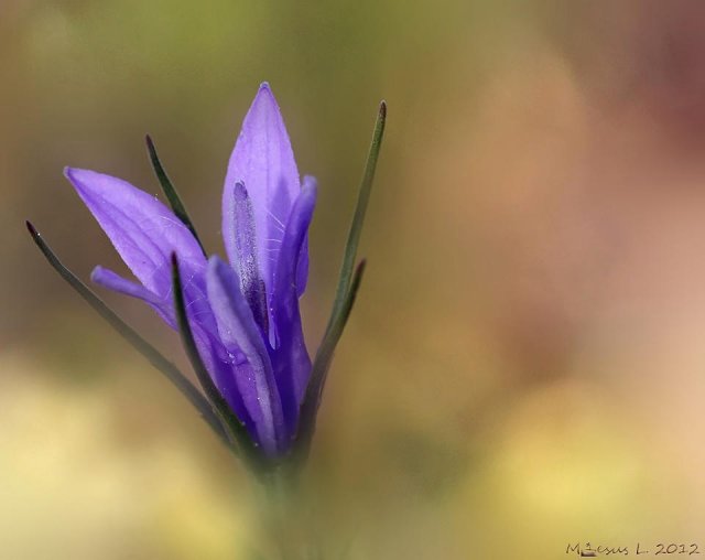 Capullo de Campanula rapunculus