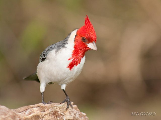 Cardenal Común