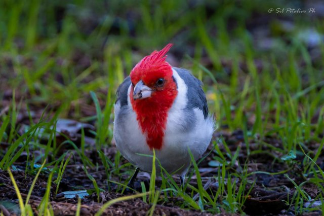 Cardenal Copete Rojo