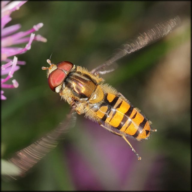 Cernidora en vuelo.