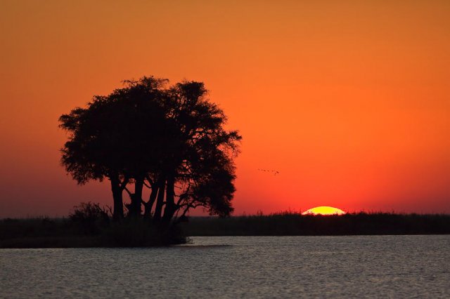 Chobe al atardecer