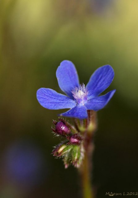 Chupamieles (Anchusa azurea)