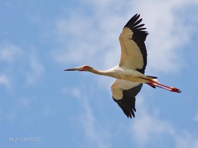 Cigüeña en vuelo