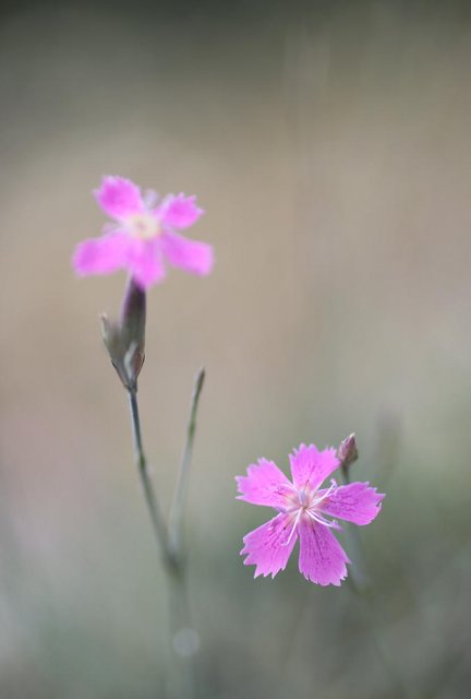 Clavelitos en flor