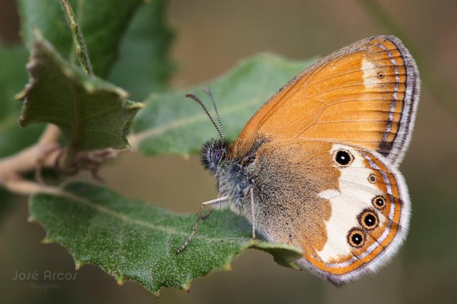 Coenonympha arcaina