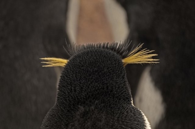 Cogote de pingüino (Rockhopper Penguin)
