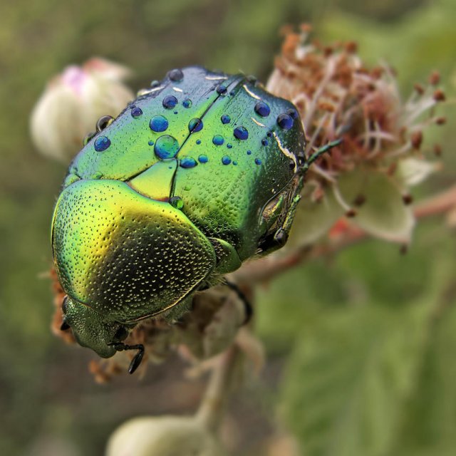 Cetonia aurata engalanada